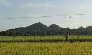 Mangkurawang Darat Resmi Berdiri: Potensi Pertanian Besar, Infrastruktur Masih Jadi Masalah