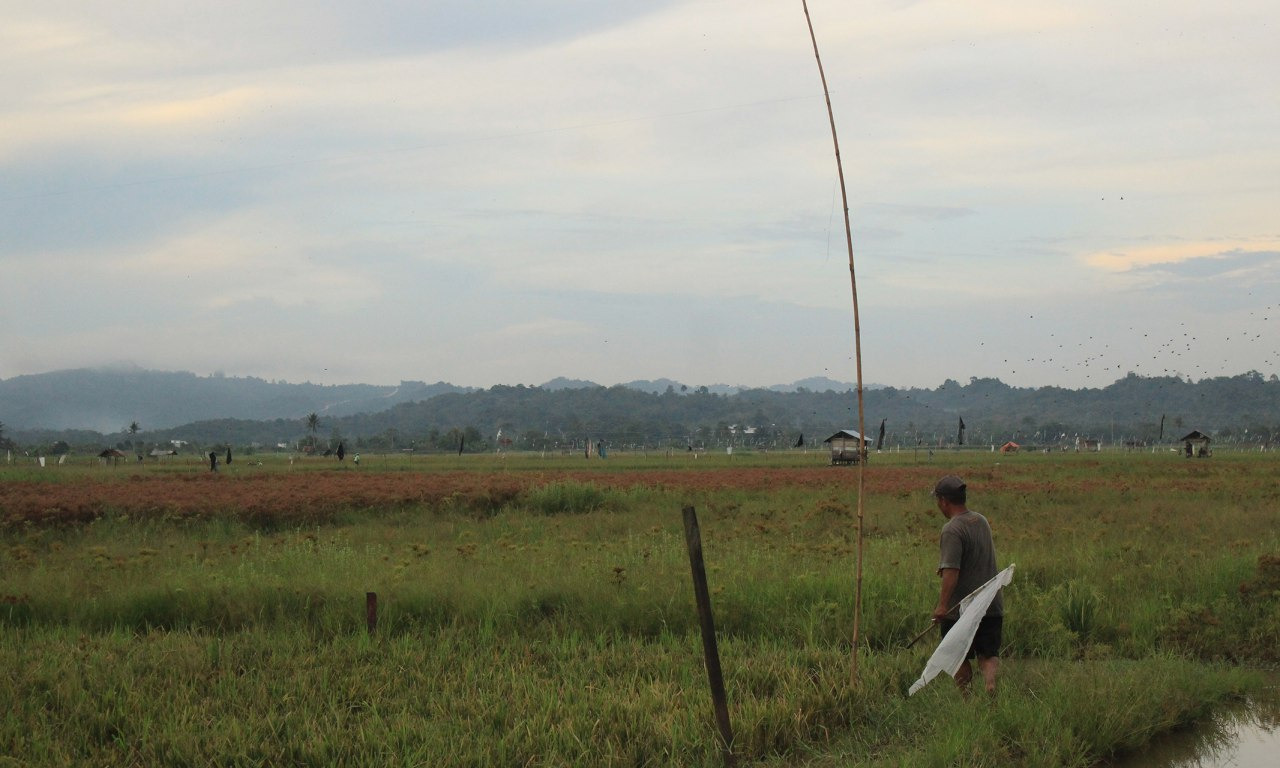 Sebulu Siap Jadi Penyangga Pangan Utama IKN Nusantara dengan 900 Ton Padi per Tahun