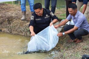 Produksi Ikan Loa Kulu Naik Pesat, Targetkan Penuhi Kebutuhan IKN