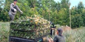 10–20 Ton Per Musim, Panen Buah Naga dan Nanas Angkat Perekonomian Samboja Barat
