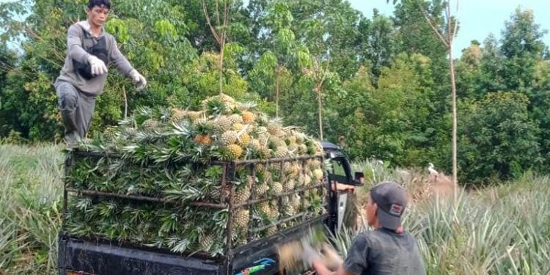 10–20 Ton Per Musim, Panen Buah Naga dan Nanas Angkat Perekonomian Samboja Barat