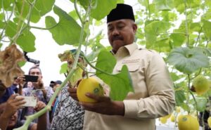 Panen Perdana Melon Hidroponik di Tenggarong, Petani Diajak Terus Berinovasi