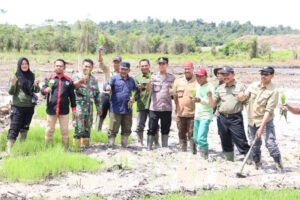 400 Hektare Dibuka, Petani Mulawarman Antusias Tanam Padi Demi Ketahanan Pangan