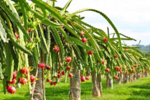Sirup dan Keripik Buah Naga, Inovasi UMKM Desa Tani Harapan Siap Tembus Pasar Nasional