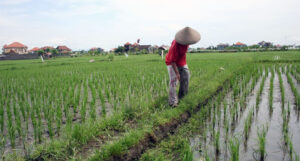 Anak Muda Kembali ke Sawah, Sebulu Bangkit Jadi Lumbung Pangan Kukar