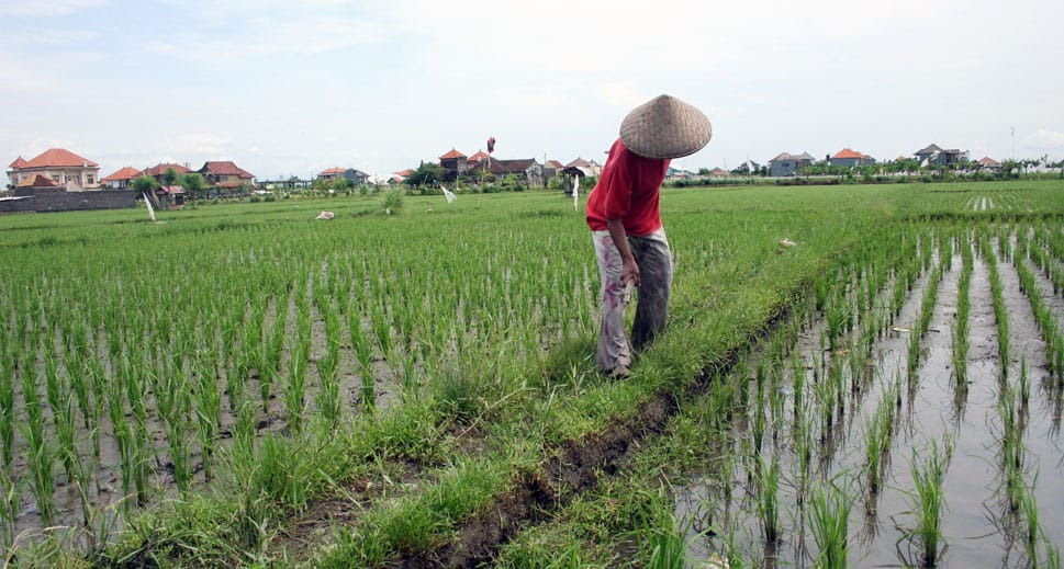 Anak Muda Kembali ke Sawah, Sebulu Bangkit Jadi Lumbung Pangan Kukar